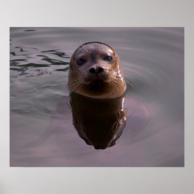 Poster Curieux (Devant)