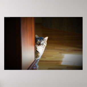 Poster Curieux Chat,