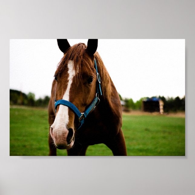 Poster Curieux châtaignier (Devant)