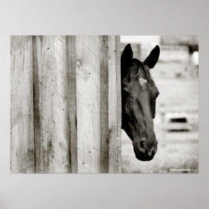 Poster Curieux Cheval Noir