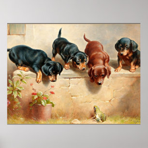 Poster Curieux Chiots Dachshund et une grenouille