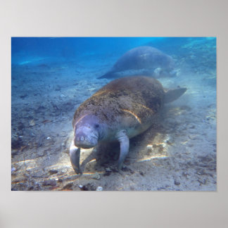 Poster Curieux Manatee