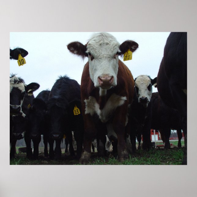 Poster Curieux Vaches 3 (Devant)