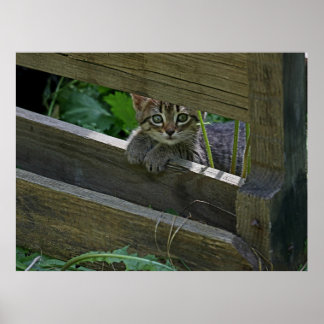 Poster Curious Kitten sur la clôture posant