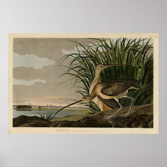 Poster Curlew from Audubon's Birds of America (Devant)