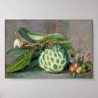 Custard Apple - Marianne North