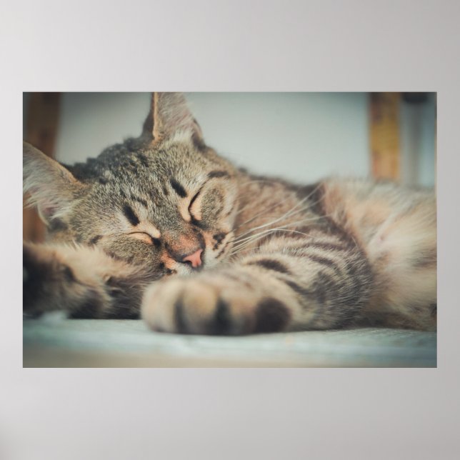 Poster Cut gris noir Brown Chat Dormir (Devant)