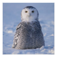 Cute Alaska Winter Snowy Owl Photo Conçu