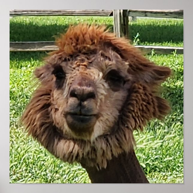 Poster Cute Alpaca nouvelle coupe de cheveux (Devant)