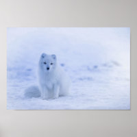 Cute Arctic Fox sur Snowy Winter Arrière - plan