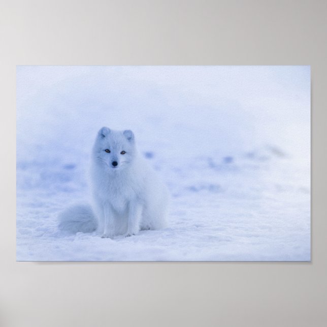 Poster Cute Arctic Fox sur Snowy Winter Arrière - plan (Devant)