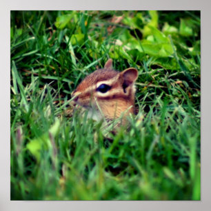 Poster Cute Baby Chipmunk Peeking Wildlife