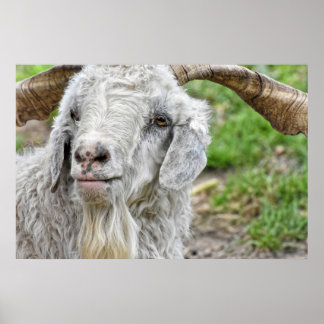 Poster Cute Billy Goat