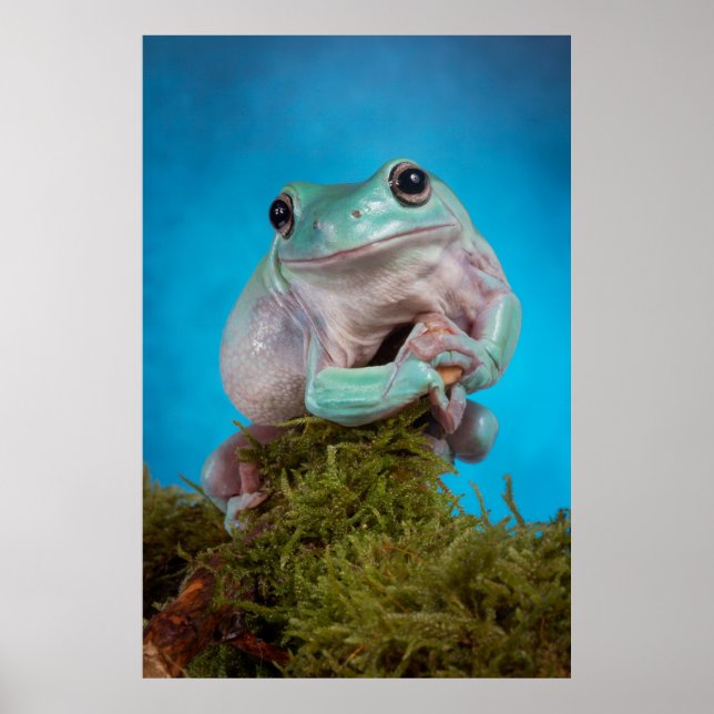 Poster Cute Bleu phase Blancs grenouille des arbres souri (Devant)
