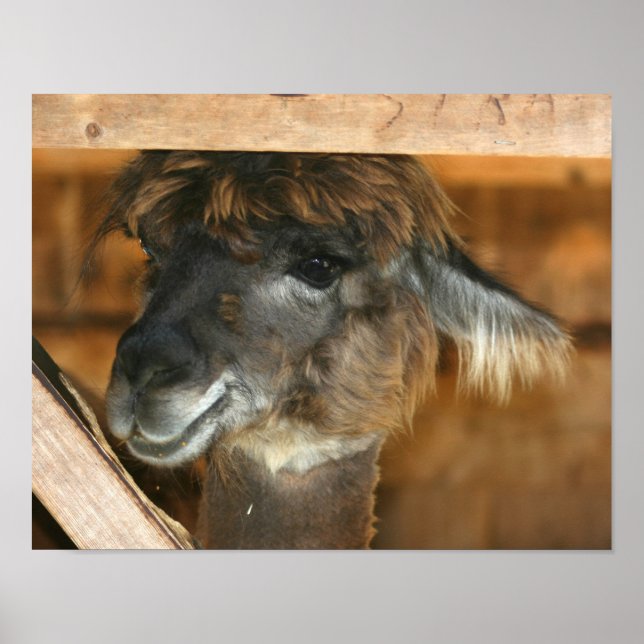 Poster Cute Brown Alpaca Llama ferme animal (Devant)