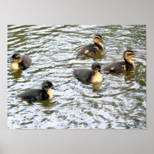 Poster Cute Canettes Natation