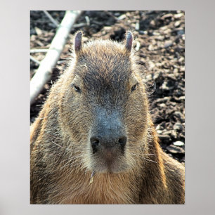 POSTER CUTE CAPYBARA