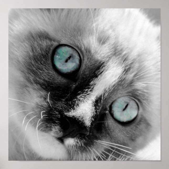 Poster Cute chaton blanc aux yeux bleus (Devant)