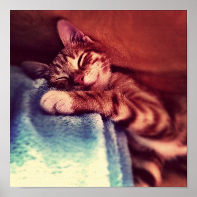 Poster Cute chaton dormir (Devant)