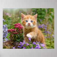 Cute chaton gingembre dans un jardin jouant avec u