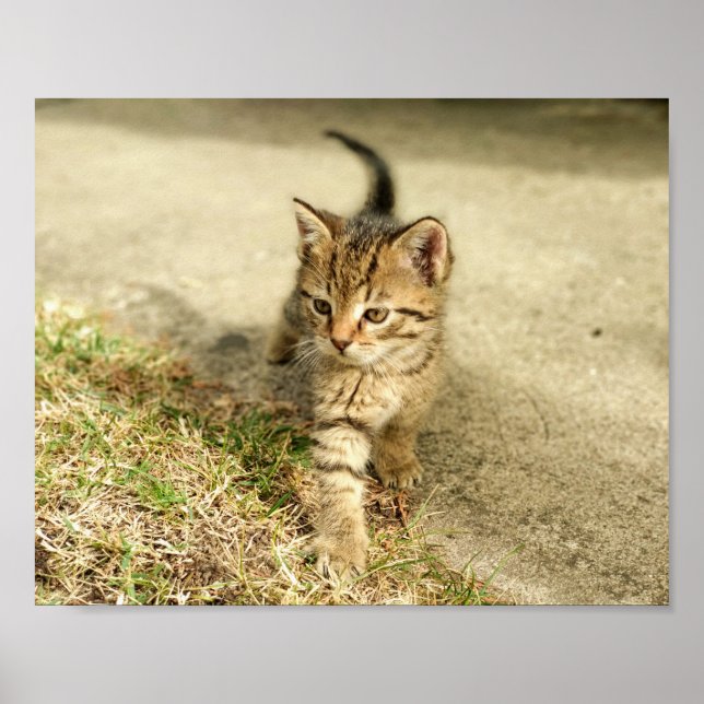 Poster Cute chaton, petite photo de chat (Devant)
