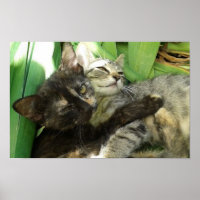 Cute chatons bouddin