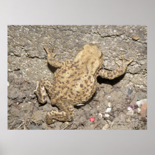 Poster Cute Crawling Toad Print