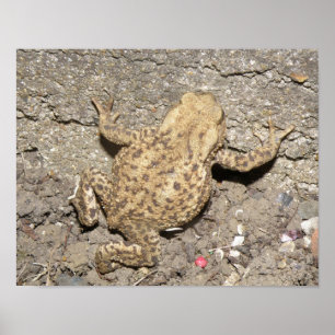 Poster Cute Crawling Toad Print