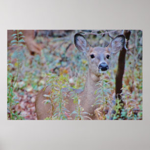 Poster Cute Deer in a Forest