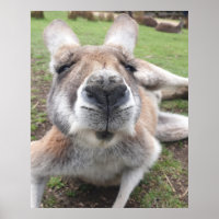 Cute drôle Visage Kangaroo Education Animal Photo