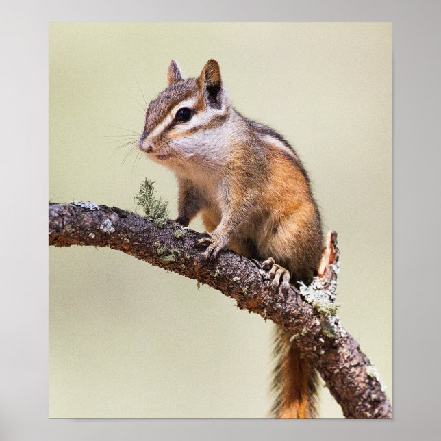 Poster Cute et Chubby Chipmunk (Devant)
