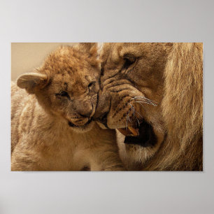 Poster Cute Father and Son Lion