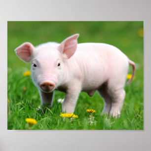 Poster Cute ferme Vie ferme Écorce rose Piglet