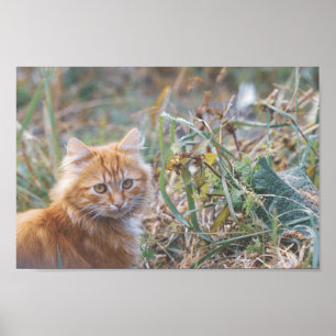 Poster Cute Funky Ginger Chat Kitten Visage