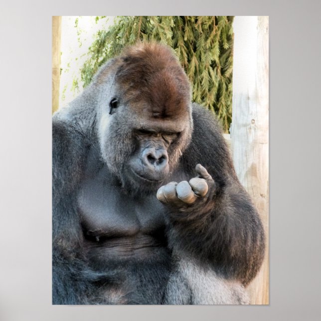 POSTER CUTE GORILLA (Devant)