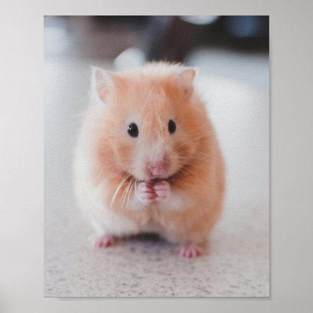 Poster Cute Hamster Aimer Animaux (Devant)