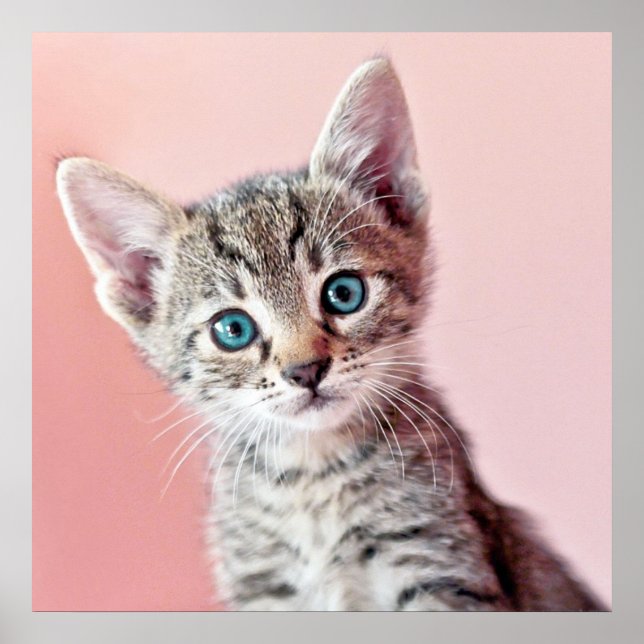 Poster Cute kitten with blue eyes. (Devant)