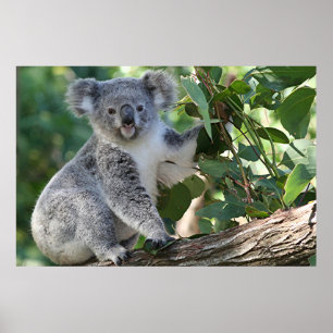Poster Cute koala australien