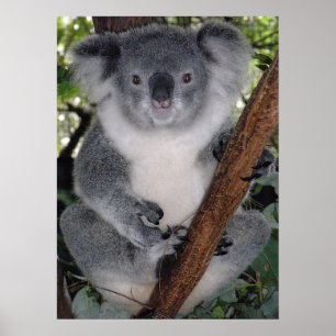 POSTER CUTE KOALA BEAR