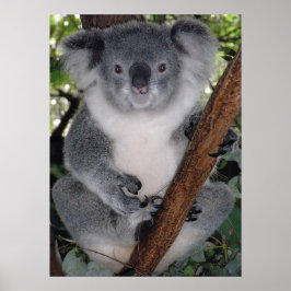 POSTER CUTE KOALA BEAR