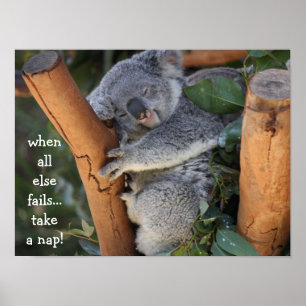 Poster Cute Koala Bear, when all else fails take a nap