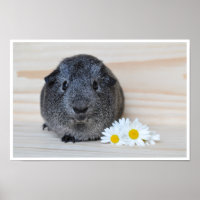 Cute, lisse, Sliver Agouti Guinéen Cochon et Fleur
