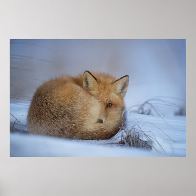 Poster Cute Little Fox Curling Up Winter Photo (Devant)