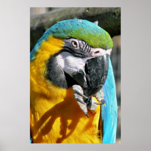 POSTER CUTE MACAW