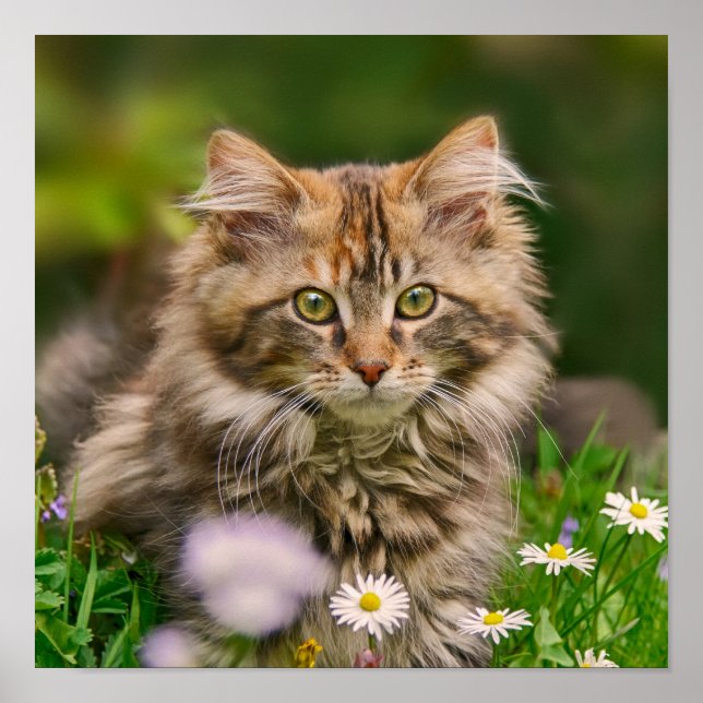 Poster Cute Maine Coon Kitten Chat Animal Photo (Devant)