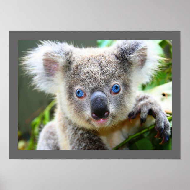 Poster Cute Ours Koala (Devant)