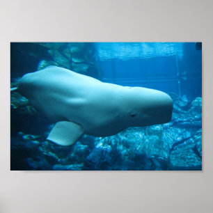 Poster Cute Playful Beluga Whale In Aquarium At Georgia