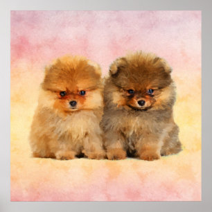 Poster Cute Pomeranian Allemand Spitz Puppies