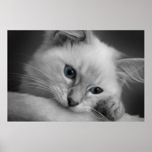 Poster Cute ragdoll kitten