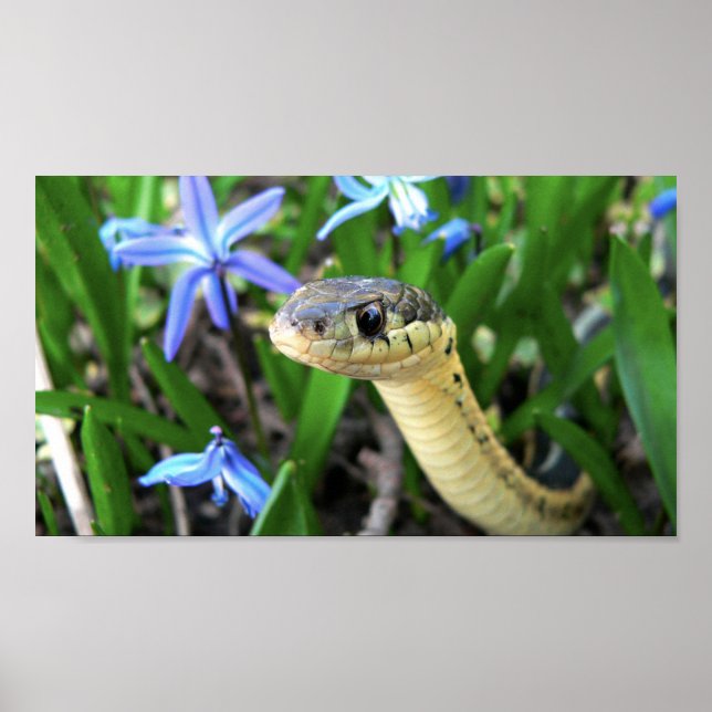 Poster Cute serpent (Devant)